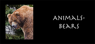 Bears